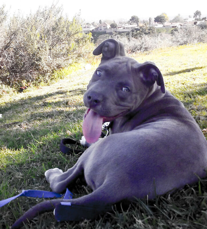 clear710 rescue dogs at the hemp farm