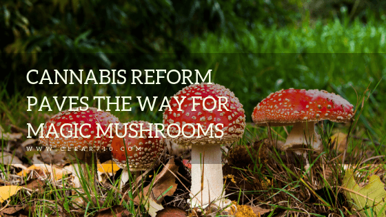 Clear710 Blog Cannabis Reform Paves the Way for Magic Mushrooms